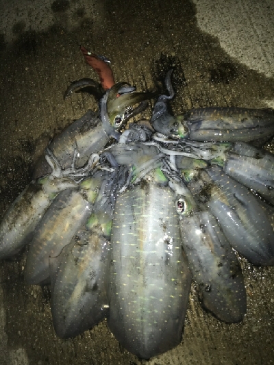 デカいの釣れた！