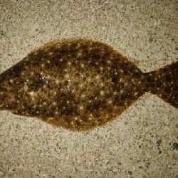 ヒラメとキジハタ