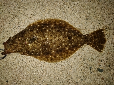 ヒラメとキジハタ