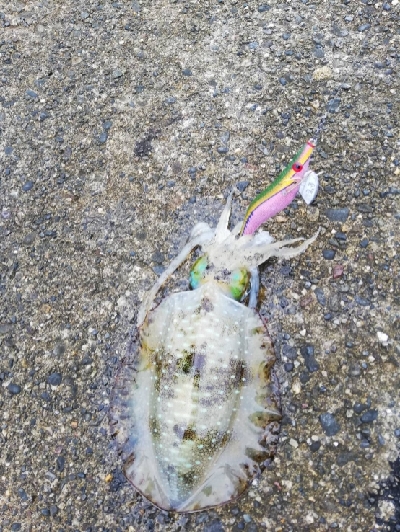 雨の日エギング