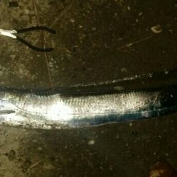 湾奥にもそろそろタチウオ回遊か！