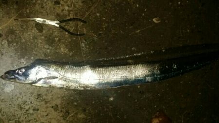 湾奥にもそろそろタチウオ回遊か！