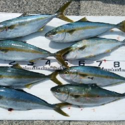 ヒラマサ乱舞！