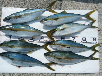 ヒラマサ乱舞！