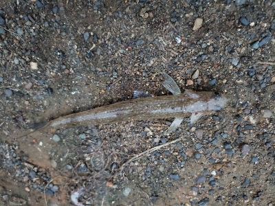 噂のオモック初釣果‼…