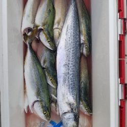 神戸沖堤防。ツバス祭り継続