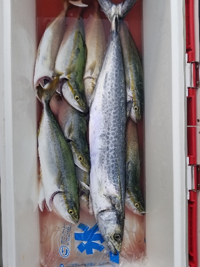 神戸沖堤防。ツバス祭り継続