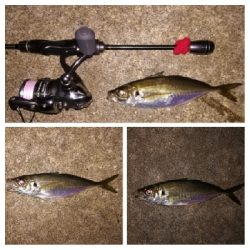 アジンガー1840〜1923