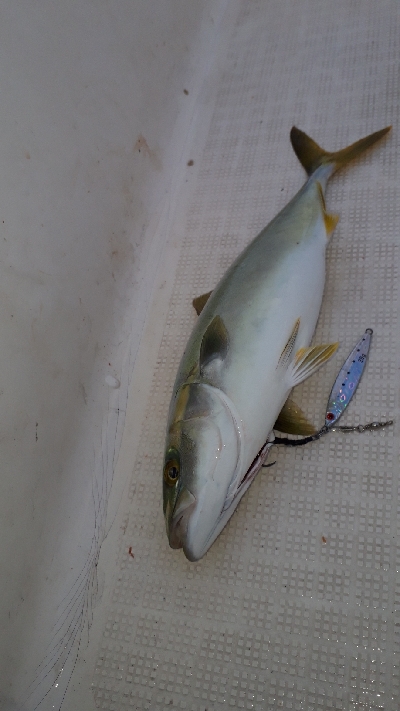 ボートでちょろっと