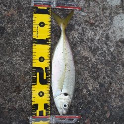 遠投カゴ釣りで良型アジ爆釣‼️