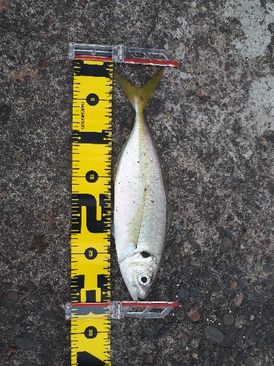 遠投カゴ釣りで良型アジ爆釣‼️