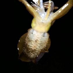 狙いと違うけど