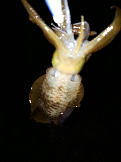 狙いと違うけど