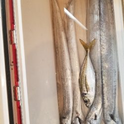 只今の太刀魚パターンの復習