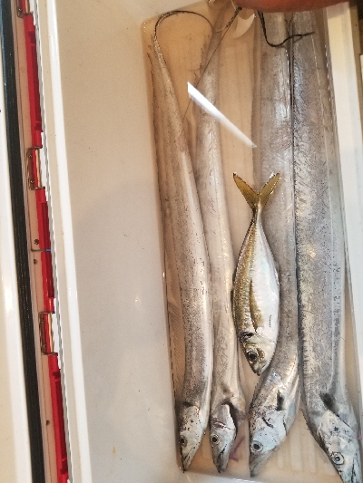 只今の太刀魚パターンの復習