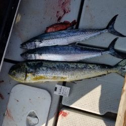 明石タイラバとジギング