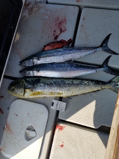 明石タイラバとジギング