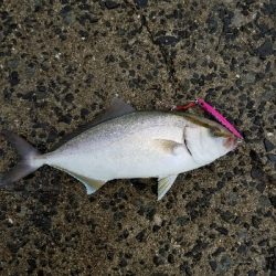 タコが釣りたい…