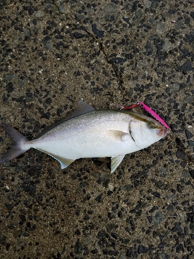 タコが釣りたい…