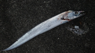 タチウオキタ━(ﾟ∀ﾟ)━！！！ツバスに続…