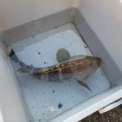 今シーズン初舞鶴！