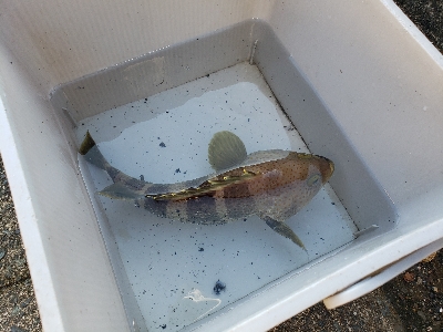 今シーズン初舞鶴！