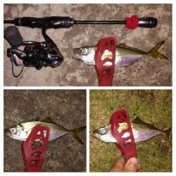 アジンガー1810〜1857 1955〜2022