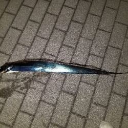 今年初タチウオ‼️