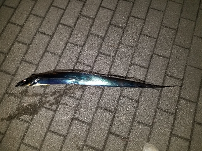 今年初タチウオ‼️