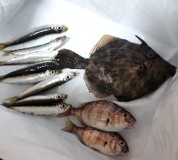 かわはぎ釣り