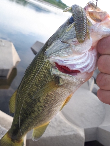 和歌山県紀の川釣行