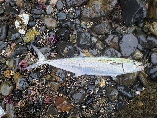 久しぶりのサゴシ