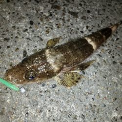 アジからタチウオへ