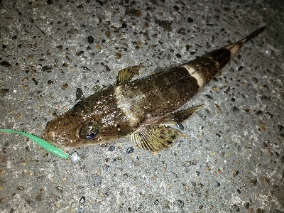 アジからタチウオへ