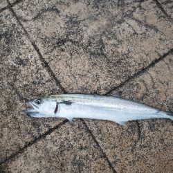 今日も小さいやつ