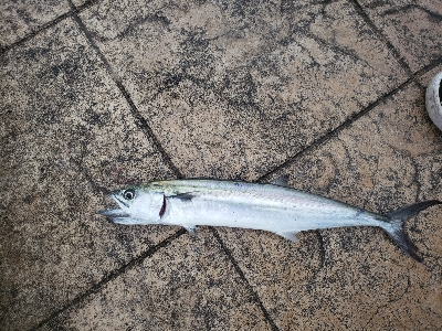 今日も小さいやつ