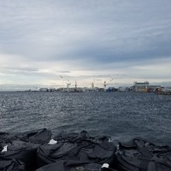 タチウオ、ハマチ