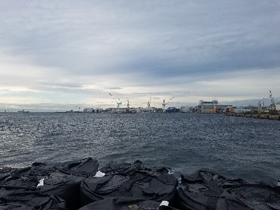 タチウオ、ハマチ