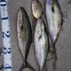 久しぶりにマイポイントに行ってきた