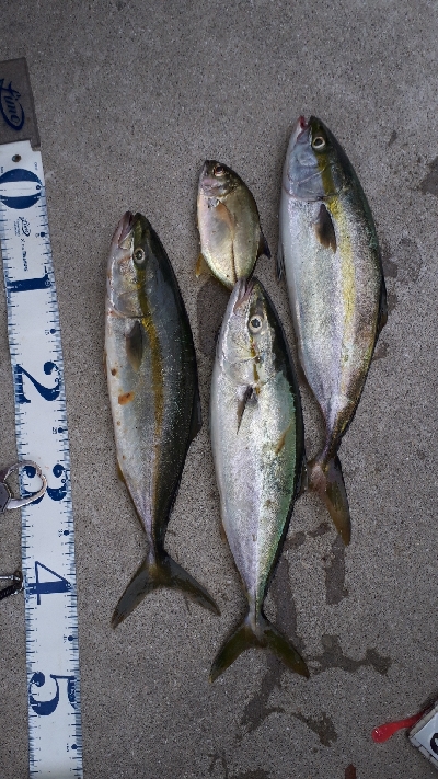 久しぶりにマイポイントに行ってきた