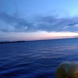 イカ釣狙いが・・・