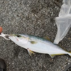 タチウオと青物を釣りに