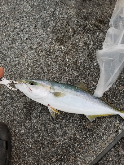 タチウオと青物を釣りに
