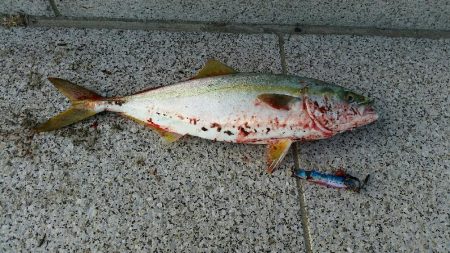 仕事帰りにサクッとハマチ