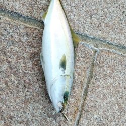 つばーす×たちうお