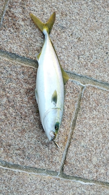 つばーす×たちうお