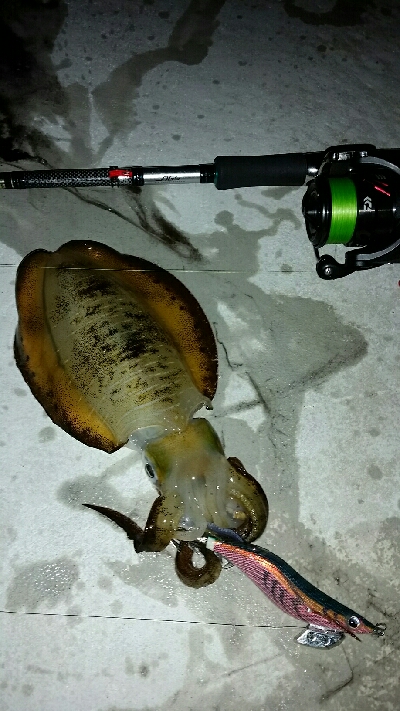 やっとサイズアップ