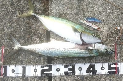 週末朝活　依然堅調です