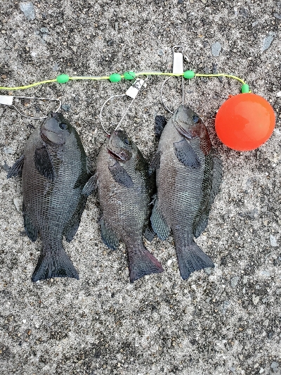 ワインドからのエビ撒き釣り