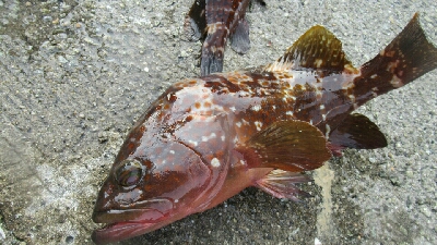 神戸沖堤防でアコウちアオリイカ